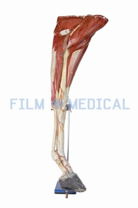 Horse Leg Model